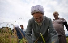 حضور سرزده امام جمعه رشت در مزارع برنج و کمک با شالیکاران + تصاویر